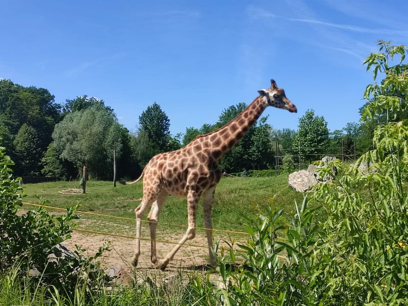 wycieczka klasy 6 do ZOO