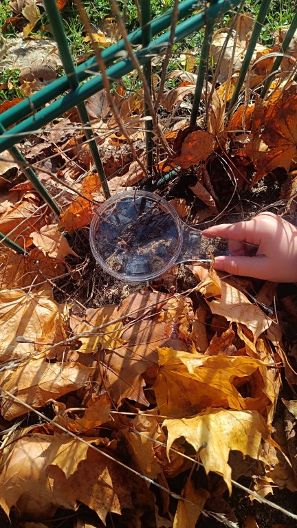 Klasa 2b tropi bezkręgowce