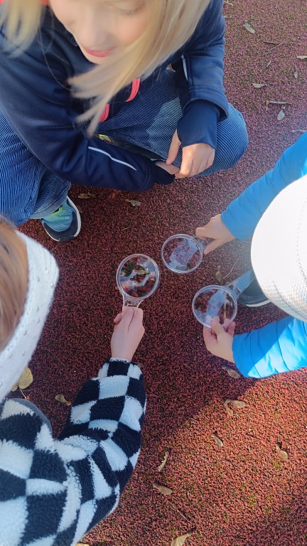 Klasa 2b tropi bezkręgowce