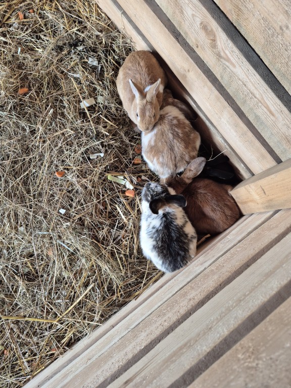 Wycieczka klas pierwszych na farmę dyniową